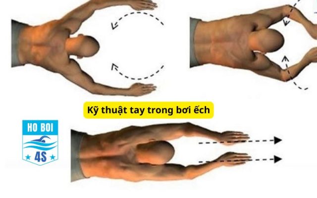 Kỹ thuật tay trong bơi ếch